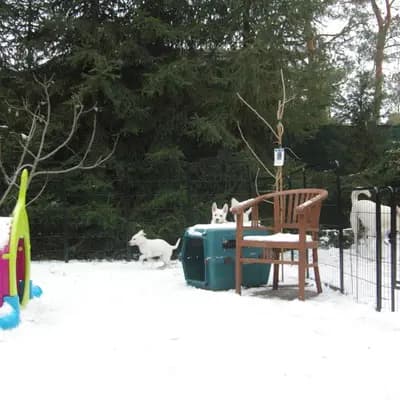 Bild aus Vom Rehgraben  in Brandenburg, wo unsere Weißer Schweizer Schäferhund-Hunde in einer liebevollen Umgebung aufwachsen.