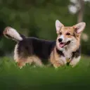 Welsh Corgi Pembroke