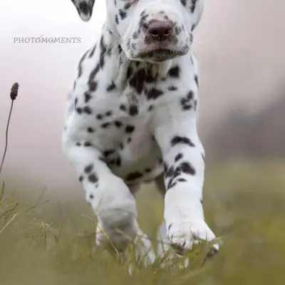Bild aus vom Roten Herzfleck in Bayern, wo unsere Dalmatiner-Hunde in einer liebevollen Umgebung aufwachsen.