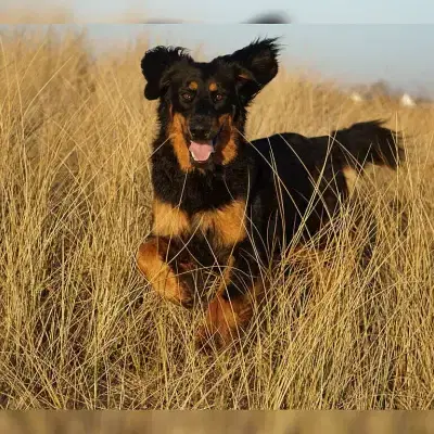 vom Süder Hang cover