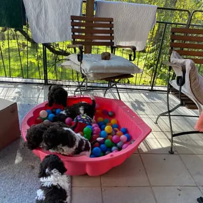 Bild aus Lagottis von der Glonn in Bayern, wo unsere Lagotto Romagnolo-Hunde in einer liebevollen Umgebung aufwachsen.