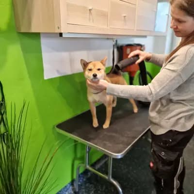 Bild aus Shiba Inu vom hundecampus in Salzburg, wo unsere Shiba Inu-Hunde in einer liebevollen Umgebung aufwachsen.