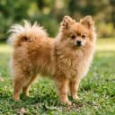 Foto der Rasse Pomapoo