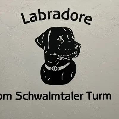 Labrador vom Schwalmtaler Turm