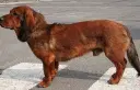 Alpine Dachsbracke