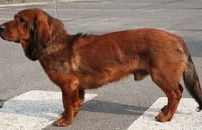 Alpine Dachsbracke breed