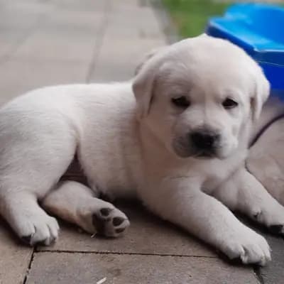 Dickie...der Erstgeborene - Labrador Retriever Welpe in Schleswig-Holstein