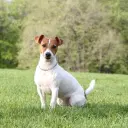 Jack Russell Terrier
