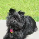 Affenpinscher