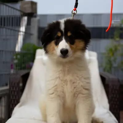 Galerie-Bild von Collie of Golden Gate  in Baden-Württemberg, mit Eindrücken unserer Amerikanischer Collie-Zucht.