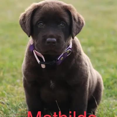 Mathilda - Labrador Retriever Welpe in Baden-Württemberg