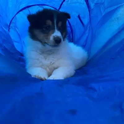 Bild aus Colliezucht 'Of Passion'  in Niedersachsen, wo unsere Collie (Langhaar)-Hunde in einer liebevollen Umgebung aufwachsen.