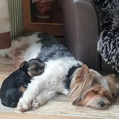 Bild aus Of Sunflower in Hessen, wo unsere Yorkshire Terrier-Hunde in einer liebevollen Umgebung aufwachsen.