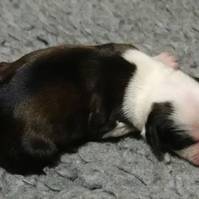 Galerie-Bild von von Rmi.lam Khyi in Niedersachsen, mit Eindrücken unserer Tibet Terrier-Zucht.