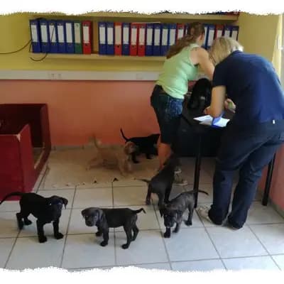 Bild aus Romaner Antikdoggenzucht "vom römischen Reich" in Nordrhein-Westfalen, wo unsere Cane Corso Italiano-Hunde in einer liebevollen Umgebung aufwachsen.