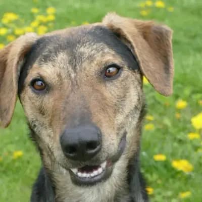 Kairo – Afghanischer Windhund, Baden-Württemberg, At shelter Tierheim Reutlingen