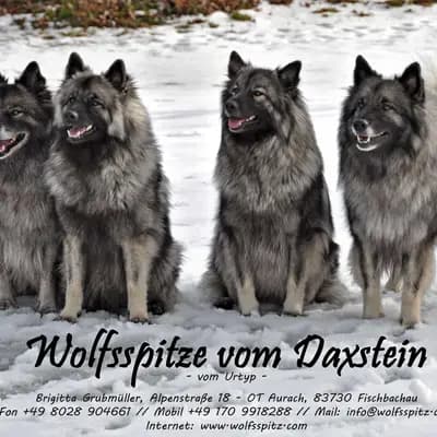 Wolfsspitze vom Daxstein