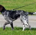 Small Munsterlander