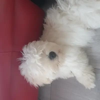 Galerie-Bild von Sweet little white Angel of Paradise  in Nordrhein-Westfalen, mit Eindrücken unserer Coton de Tulear-Zucht.