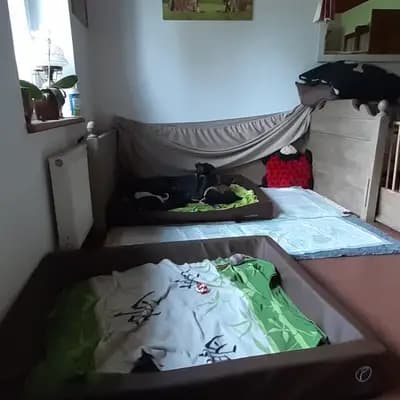 Bild aus del Luna y Sol in Niedersachsen, wo unsere Galgo Espanol-Hunde in einer liebevollen Umgebung aufwachsen.