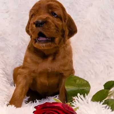 Galerie-Bild von of the maroon fellows in Bayern, mit Eindrücken unserer Irish Red Setter-Zucht.