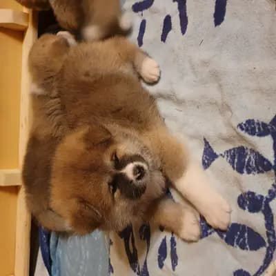 Y-Wurf – Akita Welpe, Wallonische Region, Raised by Akitaostbelgien Go Haiben Shunzansou