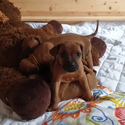 Bild aus Rhodesian Ridgeback Sonnenhof Dornieden  in Nordrhein-Westfalen, wo unsere Rhodesian Ridgeback-Hunde in einer liebevollen Umgebung aufwachsen.