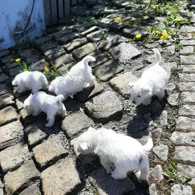 Bild aus Westie vom Elmbach in Sachsen, wo unsere West Highland White Terrier-Hunde in einer liebevollen Umgebung aufwachsen.
