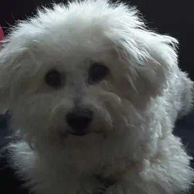 Galerie-Bild von Bichon Frisé vom Teilungssee  in Brandenburg, mit Eindrücken unserer Bichon A poil frise-Zucht.