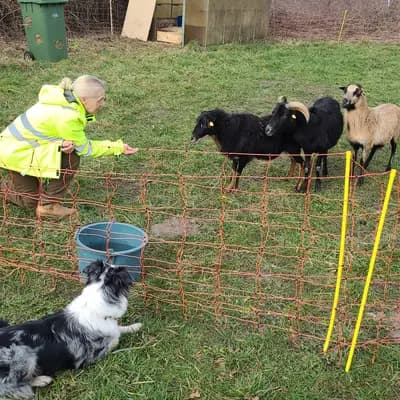 Border Collies von Samanthas Garden of Silz 