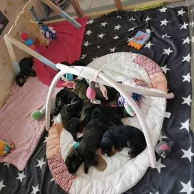 Bild aus Wäller aus der Obergrafschaft  in Niedersachsen, wo unsere Wäller-Hunde in einer liebevollen Umgebung aufwachsen.