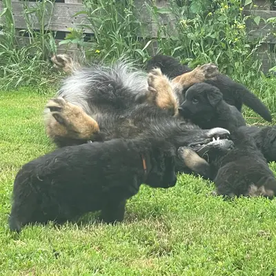 Bild aus Zuchtstätte Dt. Schäferhunde "of Wolfcubs" in Saarland, wo unsere Deutscher Schäferhund-Hunde in einer liebevollen Umgebung aufwachsen.