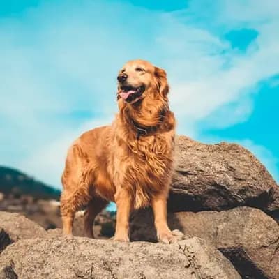 Golden Retriever breed