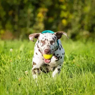 of KaWi’s trailing Spots cover