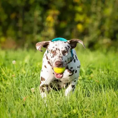 of KaWi’s trailing Spots cover