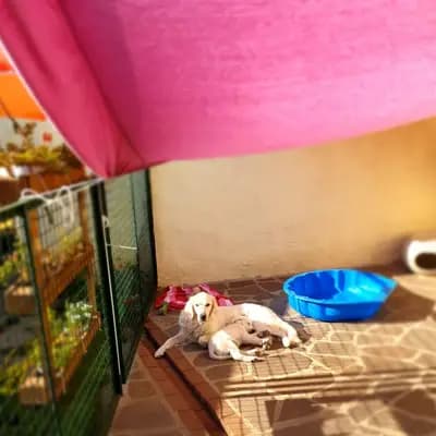 Bild aus Therapie- und Assistenzhunde von MacGold in Sachsen-Anhalt, wo unsere Golden Retriever-Hunde in einer liebevollen Umgebung aufwachsen.