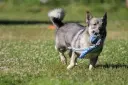 Västgötaspets