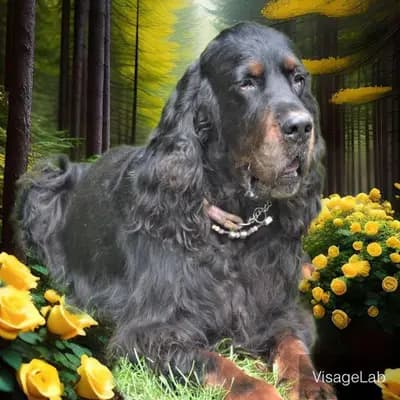 Galerie-Bild von Black Devil´s in Bayern, mit Eindrücken unserer Gordon Setter-Zucht.