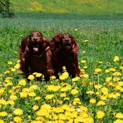 Galerie-Bild von of the maroon fellows in Bayern, mit Eindrücken unserer Irish Red Setter-Zucht.