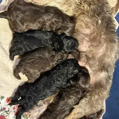 Bolonkawelpen ab 20.Januar 2026 abzugeben - Bolonka Zwetna (Nationale Rasse) Welpe in Sachsen