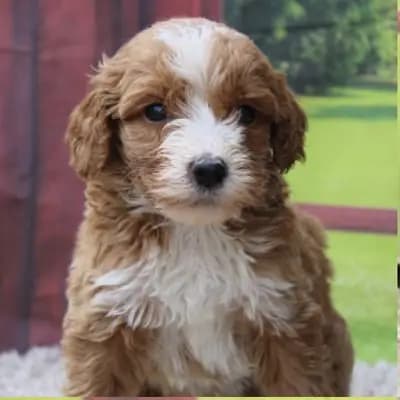 Galerie-Bild von Doodle Island in Nordrhein-Westfalen, mit Eindrücken unserer Goldendoodle-Zucht.