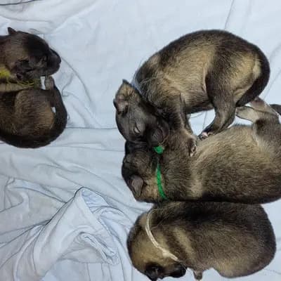 Bild aus Wolfsspitze vom Wattenlöper  in Niedersachsen, wo unsere Wolfsspitz-Hunde in einer liebevollen Umgebung aufwachsen.