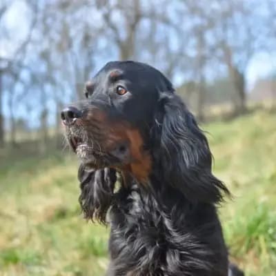 Galerie-Bild von Black Devil´s in Bayern, mit Eindrücken unserer Gordon Setter-Zucht.