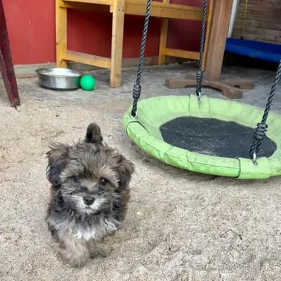 Bild aus Brook Pearl in Schleswig-Holstein, wo unsere Havaneser-Hunde in einer liebevollen Umgebung aufwachsen.