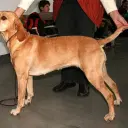 Perdigueiro Português (Portugiesischer Vorstehhund)