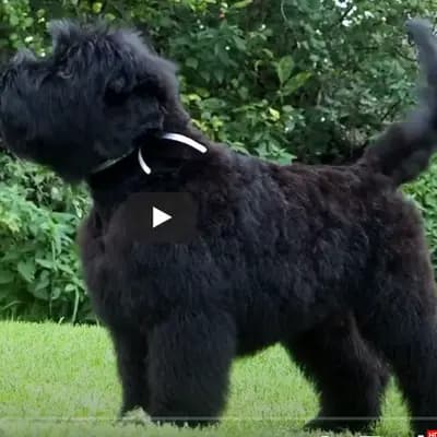 Galerie-Bild von Schwarzer russischer Terrier Welpen - Astra Fidelis FCI in Woiwodschaft Karpatenvorland, mit Eindrücken unserer Russischer Schwarzer Terrier-Zucht.