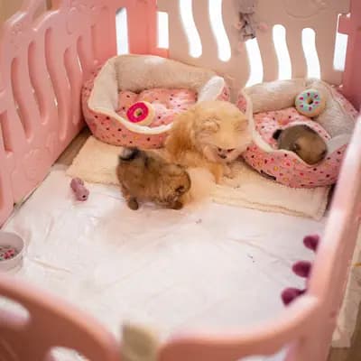 Bild aus Royal dogs Berlin  in Berlin, wo unsere Zwergspitz-Hunde in einer liebevollen Umgebung aufwachsen.