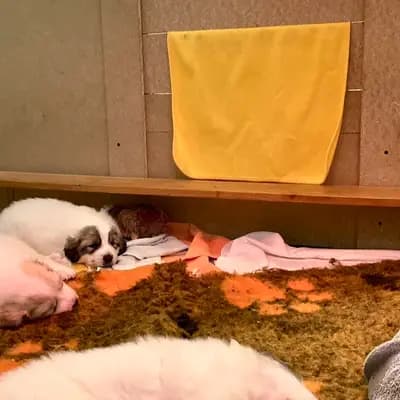 Galerie-Bild von Pyrenäenberghunde vom  Nienkamphof  in Nordrhein-Westfalen, mit Eindrücken unserer Pyrenäen-Berghund-Zucht.