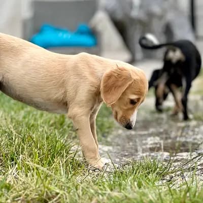 Bild aus Del'Neshin in Nordrhein-Westfalen, wo unsere Saluki-Hunde in einer liebevollen Umgebung aufwachsen.