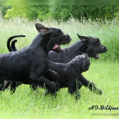 vom schwarzen Opal cover